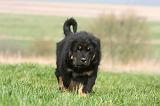 DOGUE DU TIBET 350